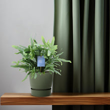 Kamerplant - Phlebodium Blue Fern - Pot Ø 14cm Hoogte ↕ 40cm