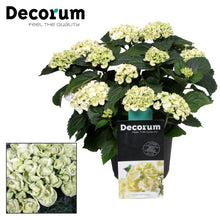 Kamerplant - Hydrangea Curly Wurly Wit - Pot Ø 23cm Hoogte ↕ 45cm