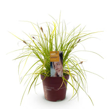 Buitenplant - Carex oshimensis Everillo - Winterhard - Pot Ø 17cm Hoogte ↕ 50cm