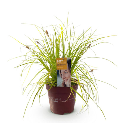Buitenplant - Carex oshimensis Everillo - Winterhard - Pot Ø 17cm Hoogte ↕ 50cm
