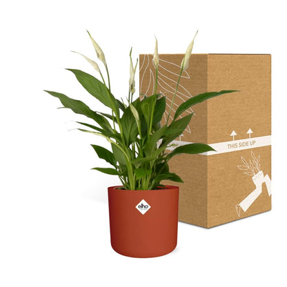 Kamerplant - Spathiphyllum Torelli - Met sierpot - Pot Ø 12cm