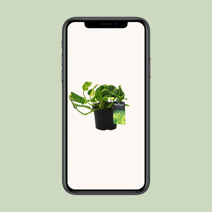 Kamerplant - Scindapsus (Epipremnum) N'joy Gold - Pot Ø 12cm Hoogte ↕ 25cm