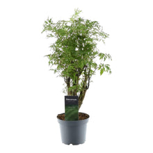 Kamerplant - Polyscias Hawaiiana Ming - Pot Ø 12cm Hoogte ↕ 45cm