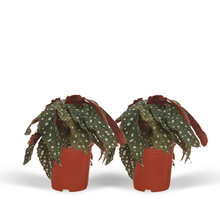 Kamerplant 2x Begonia Maculata - Bladbegonia - Pot Ø 12cm Hoogte ↕ 20cm