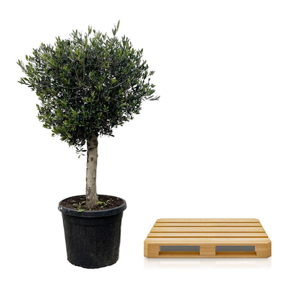 XL plant - Olea europaea - Pot Ø 50cm Hoogte ↕ 180cm