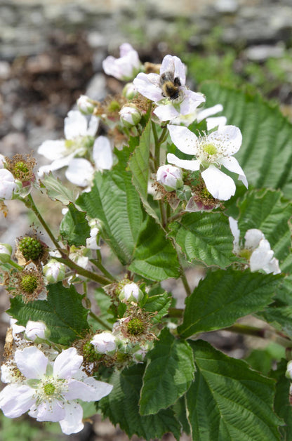 Buitenplant - Rubus fruticosus 'Black Satin' - Doornloze Braam - Pot Ø 13cm Hoogte ↕ 45cm