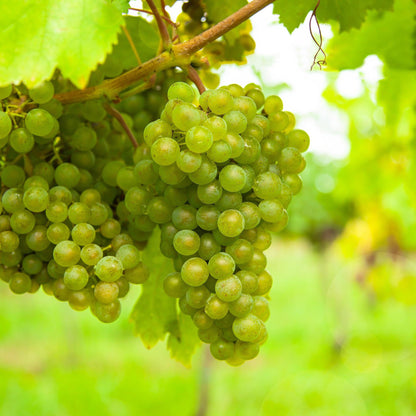 Buitenplant 2x Vitis vinifera 'Vroege van der Laan' (Witte druif) - Fruitplant - Pot Ø 15cm Hoogte ↕ 50cm