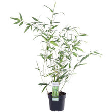 Buitenplant - Phyllostachys 'Bissetii' - Groene stam bamboe - Pot Ø 14cm Hoogte ↕ 100cm