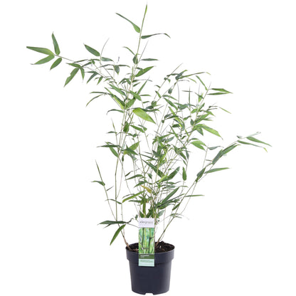 Buitenplant - Phyllostachys 'Bissetii' - Groene stam bamboe - Pot Ø 14cm Hoogte ↕ 100cm