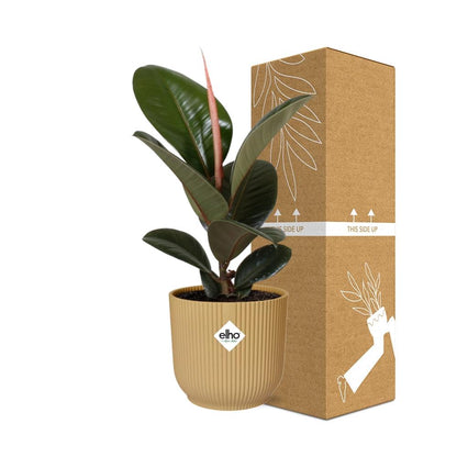 Kamerplant - Ficus Elastica 'Robusta' - Pot Ø 14cm