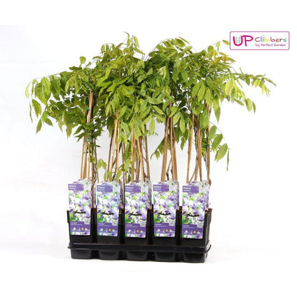 Buitenplant - Wisteria floribunda 'Naga Noda' - Bloeiend - Pot Ø 15cm Hoogte ↕ 65cm