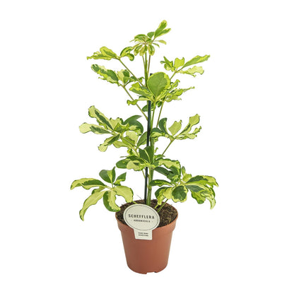 Kamerplant - Schefflera Charlotte - Pot Ø 13cm Hoogte ↕ 45cm