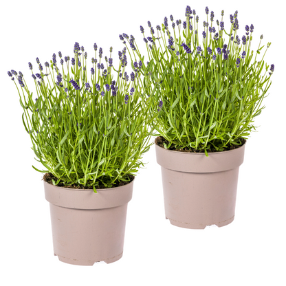 Buitenplant 2x Lavandula Angustifolia - Pot Ø 19cm Hoogte ↕ 40-50cm