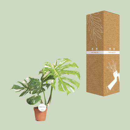 Kamerplant - Monstera Thai Constellation - Pot Ø 15cm Hoogte ↕ 40-50cm