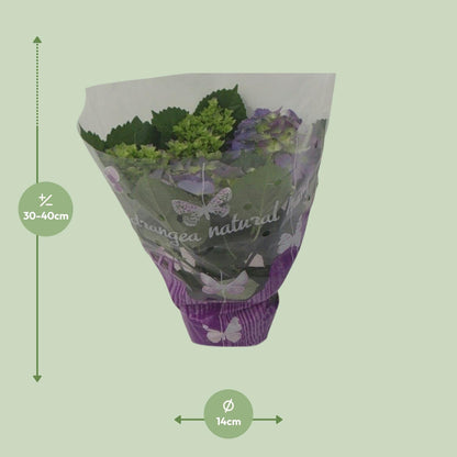 Kamerplant - Hydrangea Blauw - Pot Ø 14cm Hoogte ↕ 35cm