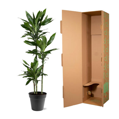 Kamerplant - Dracaena Janet Lind - Luchtzuiverend - Pot Ø 24cm Hoogte ↕ 150-160cm