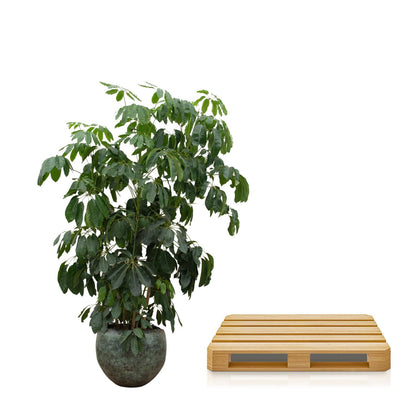 XL Kamerplant - Schefflera Amate - Pot Ø 45cm Hoogte ↕ 230cm
