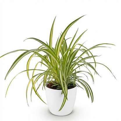 Kamerplant - Chlorophytum comosum Variegatum - Pot Ø 12cm Hoogte ↕ 20cm