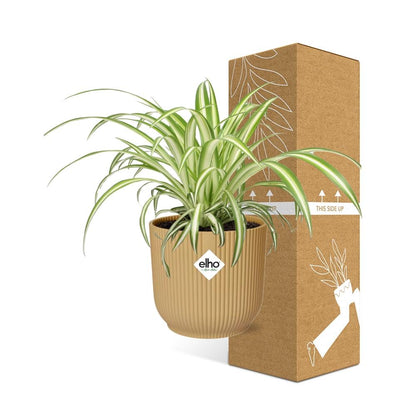 Kamerplant - Chlorophytum Comosum Variegatum - Pot Ø 14cm