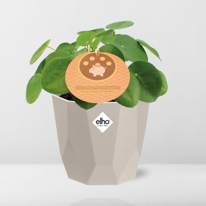 Kamerplant - Pilea Peperomioides - Inclusief sierpot - Pot Ø 12cm