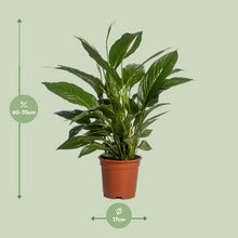 Kamerplant - Spathiphyllum Vivaldi - Pot Ø 17cm Hoogte ↕ 70cm