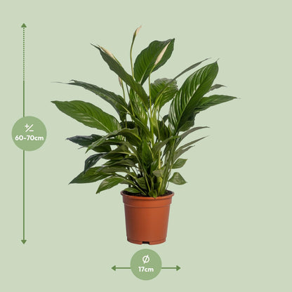 Kamerplant - Spathiphyllum Vivaldi - Pot Ø 17cm Hoogte ↕ 70cm