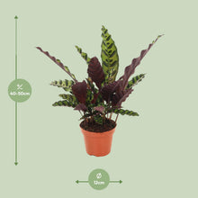 Kamerplant - Calathea Insignis - Pot Ø 12cm Hoogte ↕ 50cm