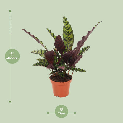 Kamerplant - Calathea Insignis - Pot Ø 12cm Hoogte ↕ 50cm