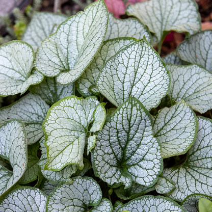 Buitenplant 6x Brunnera macr. 'Jack Frost' - Pot Ø 9cm Hoogte ↕ 10-25cm