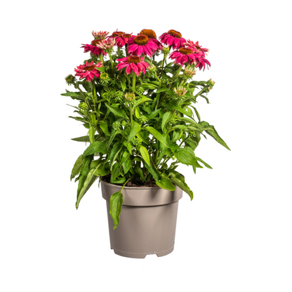 Buitenplant - Echinacea Purpurea Purple - Bloeiend - Pot Ø 19cm Hoogte ↕ 60-70cm