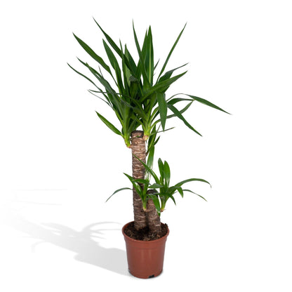 Kamerplant - Yucca Elephantipes - Pot Ø 17cm Hoogte ↕ 85cm