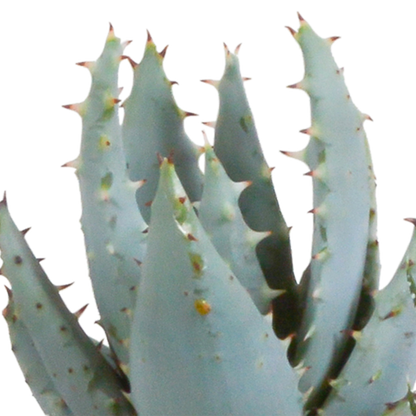 Kamerplant 5x Gasteria/Haworthia mix - in witte pot - Pot Ø 5,5cm
