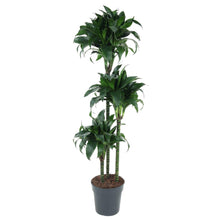 Kamerplant - Dracaena Tatuade - Pot Ø 24cm Hoogte ↕ 140cm