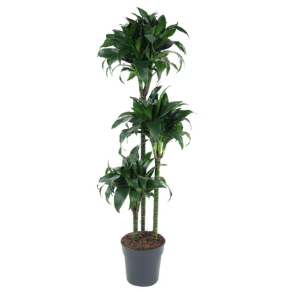 Kamerplant - Dracaena Tatuade - Pot Ø 24cm Hoogte ↕ 140cm