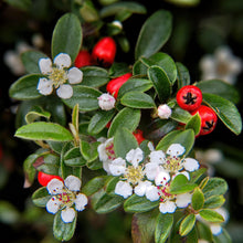 Buitenplant 24x Cotoneaster dam. 'Major' - Pot Ø 9cm Hoogte ↕ 25cm