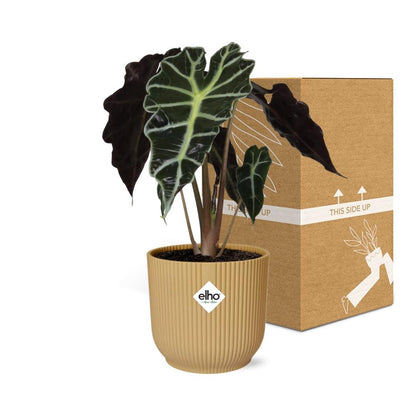 Kamerplant - Alocasia 'Polly' - Pot Ø 14cm Hoogte ↕ 35cm