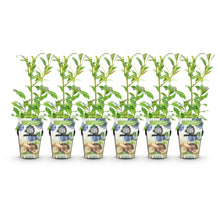 Buitenplant 6x Vaccinium corymbosum 'Northland' - Winterhard - Pot Ø 9cm Hoogte ↕ 15cm