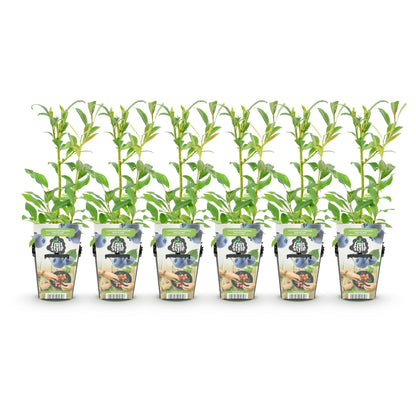 Buitenplant 6x Vaccinium corymbosum 'Northland' - Winterhard - Pot Ø 9cm Hoogte ↕ 15cm