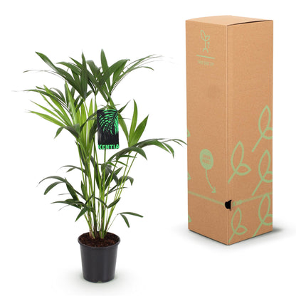 Kamerplant - Howea Forsteriana Kentia Palm - Pot Ø 19cm Hoogte ↕ 80-85cm