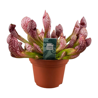 Buitenplant - Sarracenia Scarlet Belle - Bloeiend - Pot Ø 12cm Hoogte ↕ 20cm