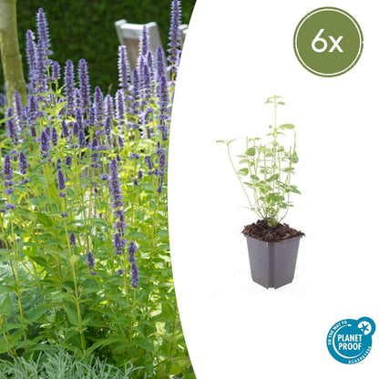 Buitenplant 6x Agastache 'Black Adder' - Bloeiend - Pot Ø 9cm Hoogte ↕ 10-25cm
