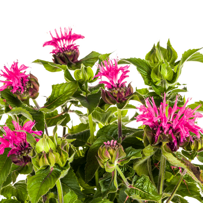 Buitenplant - Monarda Didyma Pink - Bloeiend - Pot Ø 19cm Hoogte ↕ 45-60cm