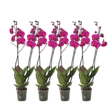 Kamerplant Set van 4 - Phalaenopsis Joyride - 3 tak orchidee - Pot Ø 12cm Hoogte ↕ 60cm