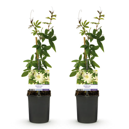 Buitenplant 2x Passiflora Avalanche - Bloeiend - Pot Ø 11cm Hoogte ↕ 40cm