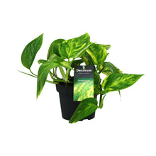 Kamerplant - Scindapsus (Epipremnum) Pinnatum HiColor - Pot Ø 12cm Hoogte ↕ 20cm