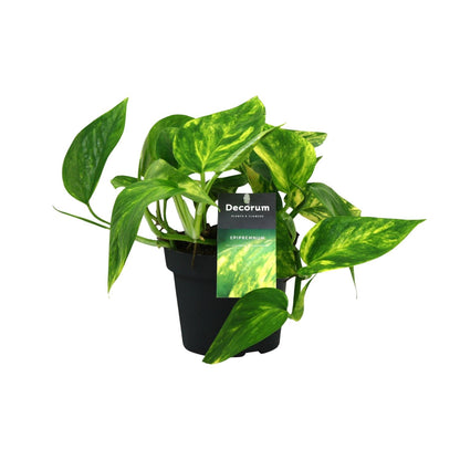 Kamerplant - Scindapsus (Epipremnum) Pinnatum HiColor - Pot Ø 12cm Hoogte ↕ 20cm
