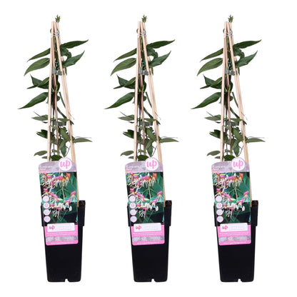 Buitenplant 3x Lonicera henryi - Winterhard - Pot Ø 15cm Hoogte ↕ 65cm