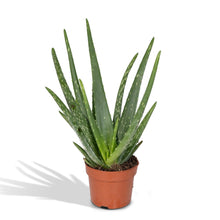 Kamerplant - Aloe Vera - Pot Ø 12cm Hoogte ↕ 40cm