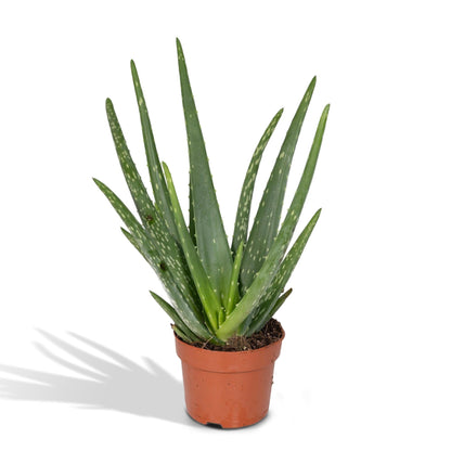 Kamerplant - Aloe Vera - Pot Ø 12cm Hoogte ↕ 40cm