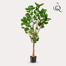 XL Kunstplant - Polyscias Aralia - Hoogte ↕ 150cm